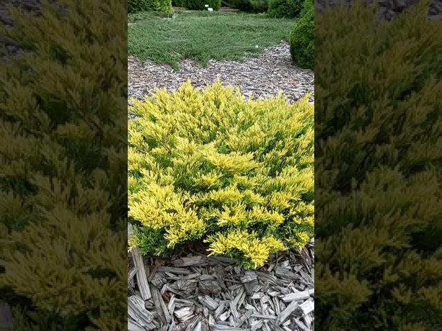 Можжевельник горизонтальный Lime Glow