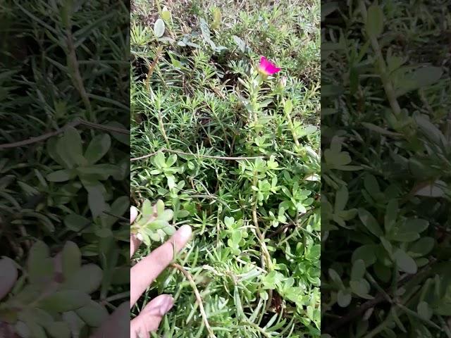 I touched the grass irl but its REAL Grass
