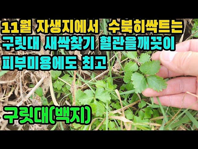 백지―잡초속에서 수북하게 올라오는 새싹 찾기! 혈액순환을 촉진시켜 혈관 질환을 예방·치료하고, 각종 염증 및 통증 치료, 피부미용등에 탁월한 여성에게 좋은 약초