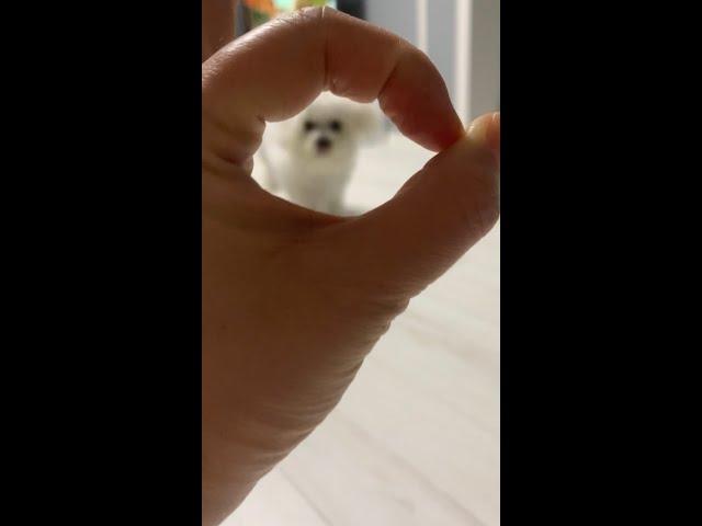 훈련코️엎드려️ 엄마가말한손  training time nose️lie down ️ hand #비숑 #강아지훈련 #강아지 #bichonfrise#puppy