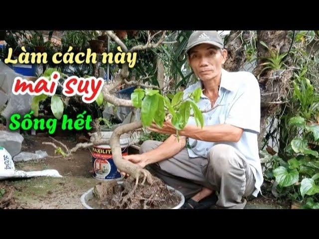 Cách cứu mai suy đơn giản ai cũng làm được|@anhbayxunau