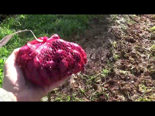 A Day in the Life of a Homestead in Winter - Planting in December in Central Portugal