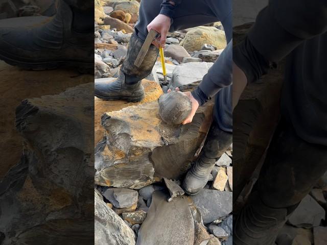 Finding spherical stones on the beach #fossil #stone #gem #ammonite