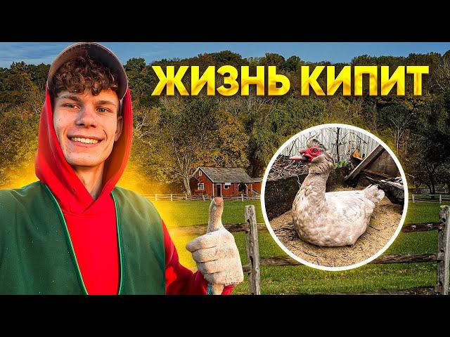 Долгожданный переезд в Курятники Как посадить курицу на яйца / Посылка / Сажаем картошку. Свой чай