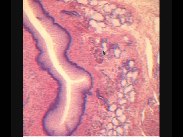 ПИЩЕВОД. OESOPHAGUS. В световой микроскоп.