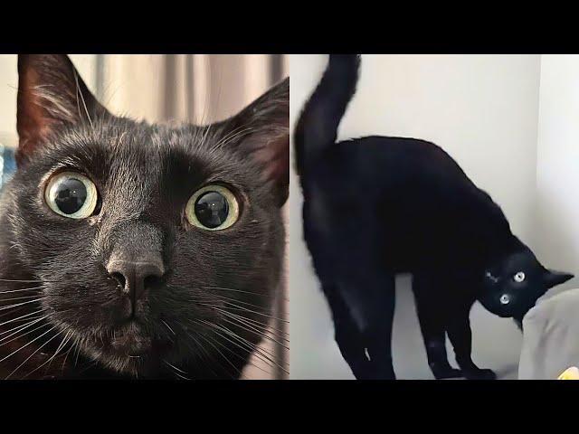 Black Cat Is Obsessed With Scaring Mom 