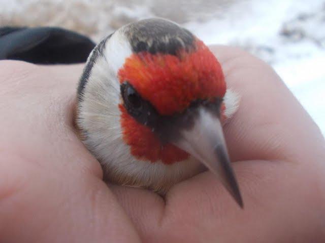 Annunciation birds are released into the wild