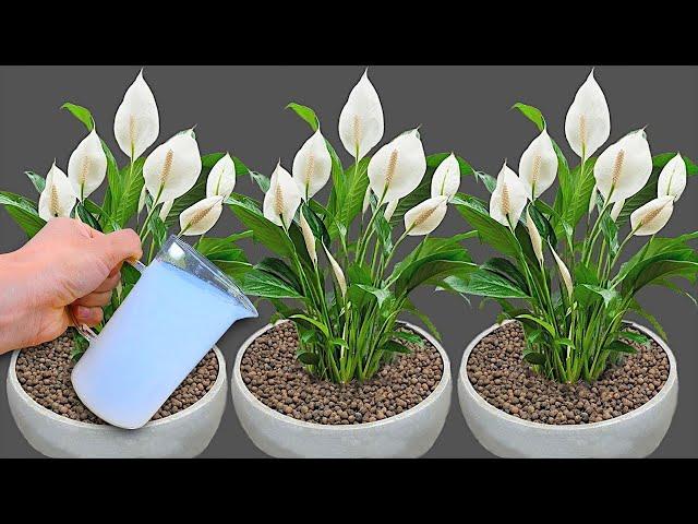 1 Cup a Week! Hundreds Of Flowers Bloom All Year Long Without Fading!