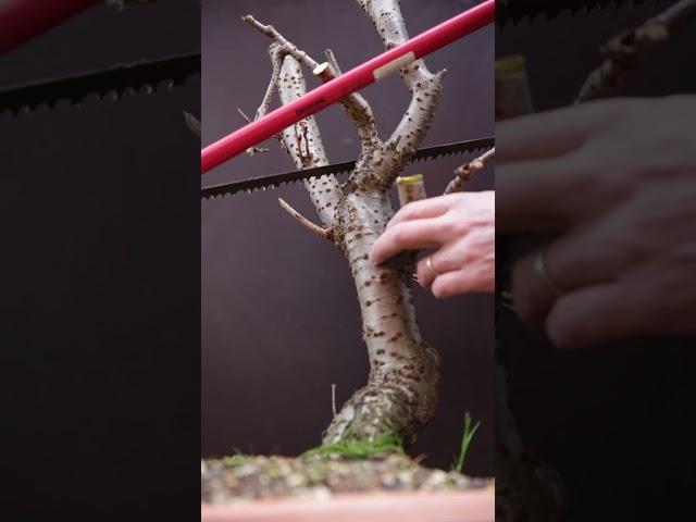 Starting a bonsai is Easy: Remove all that is not bonsai