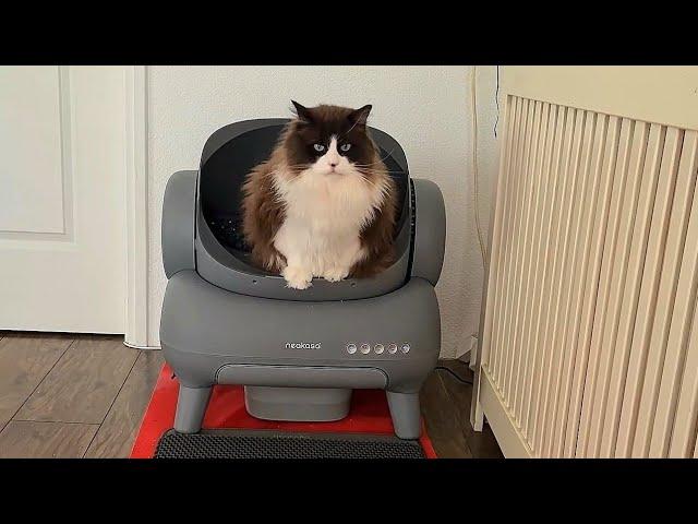 Meet Neakasa M1 Open-Top Self Cleaning Cat Litter Box