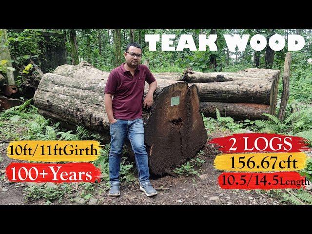 Teak Wood Price ll  Teak Wood Market  ll Tectona Grandis