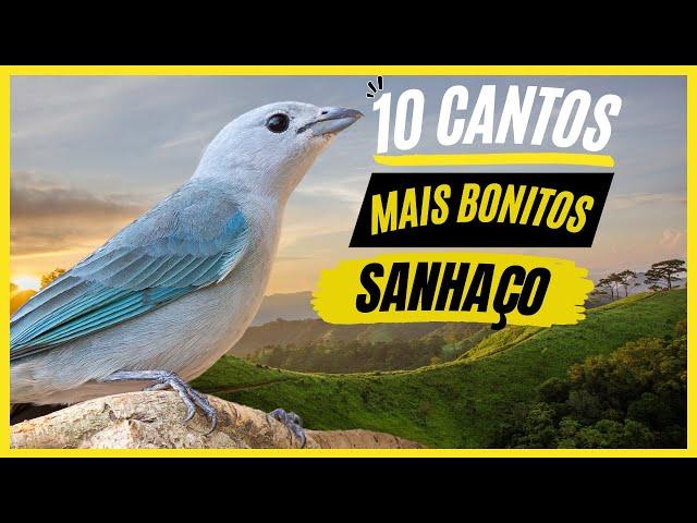 TOP 10: Cantos De "Sanhaço" MAIS BONITOS e MELHORES - Cantos De Aves!