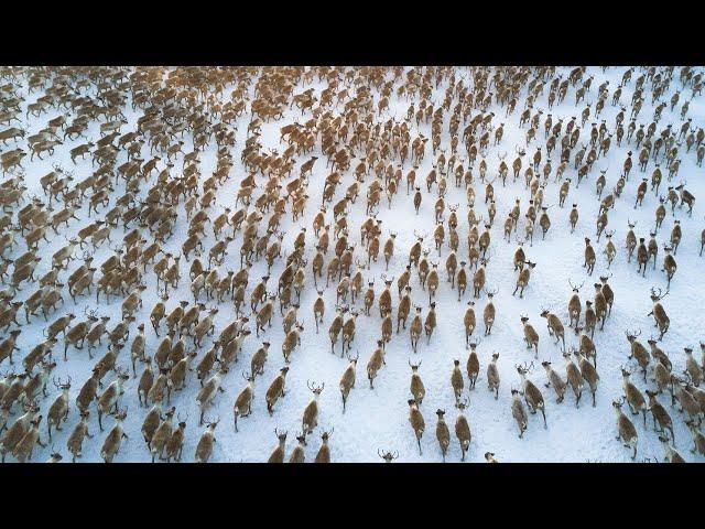 All Aboard! The Great Reindeer Migration (Full Documentary)