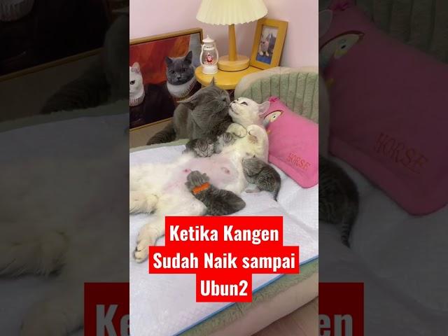 Ketika L1B1D⭕ Naik Sampai Ubun2 ya Bodo Amat ⁉️