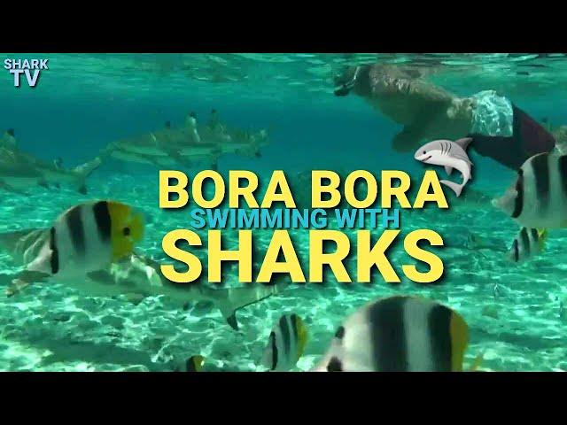 BORA BORA - SWIMMING WITH SHARKS