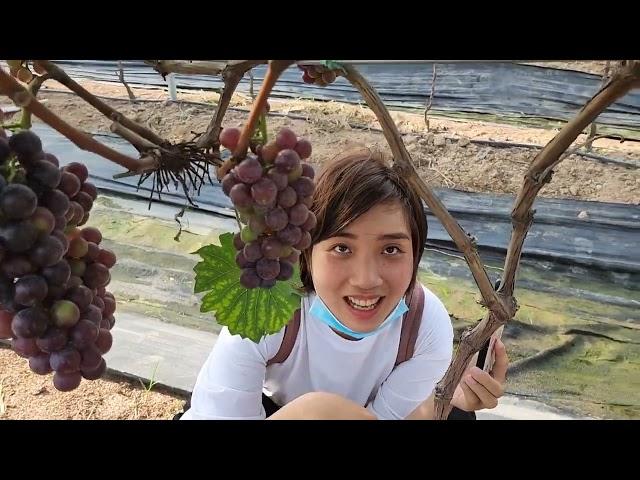 박닌에도 포도밭이 있다