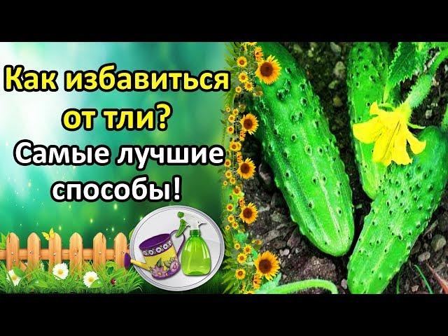 ТЛЯ НА ОГУРЦАХ НЕ ПРИГОВОР! ЛУЧШИЕ СРЕДСТВА И СПОСОБЫ БОРЬБЫ!