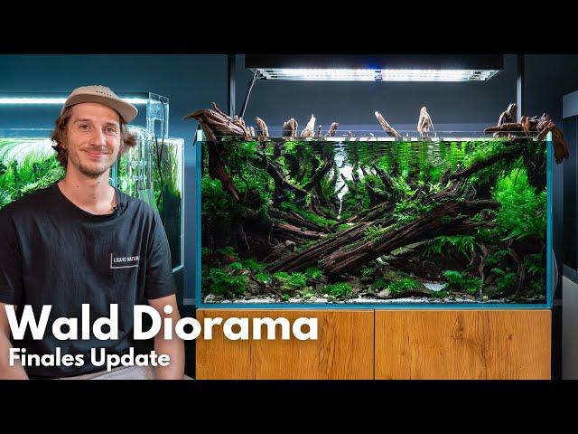 Finales Update vom Wald Diorama Aquarium - IAPLC 2024 Platz 24