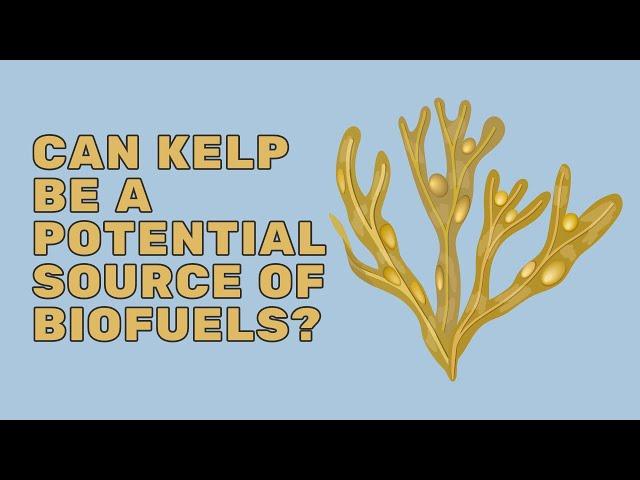 Can Kelp Be A Potential Source Of Biofuels?