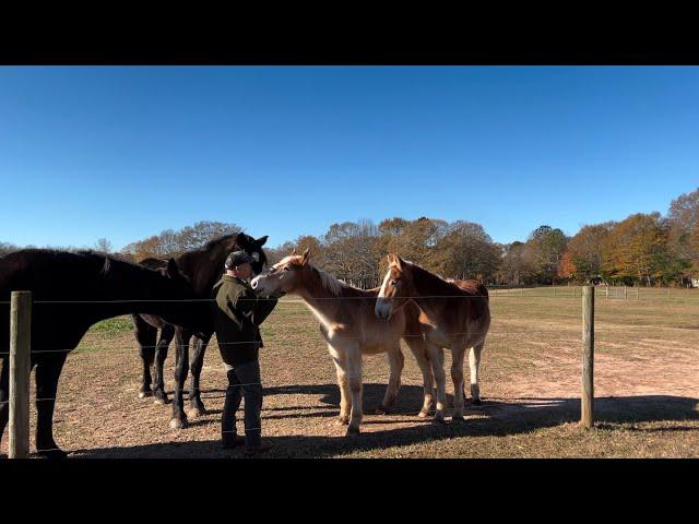 DRAFT HORSES // Belgian colts 90 day update