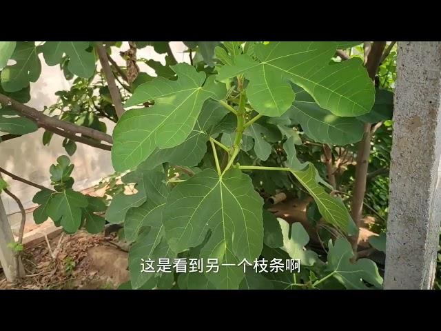 你的金傲芬无花果结果少难出果？别人的却叶叶有果！原因在这里！