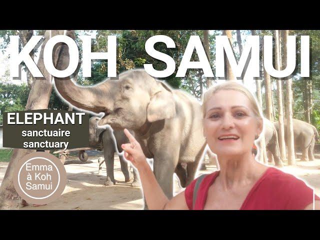 What to do on Koh Samui during your holiday? Elephant Sanctuary