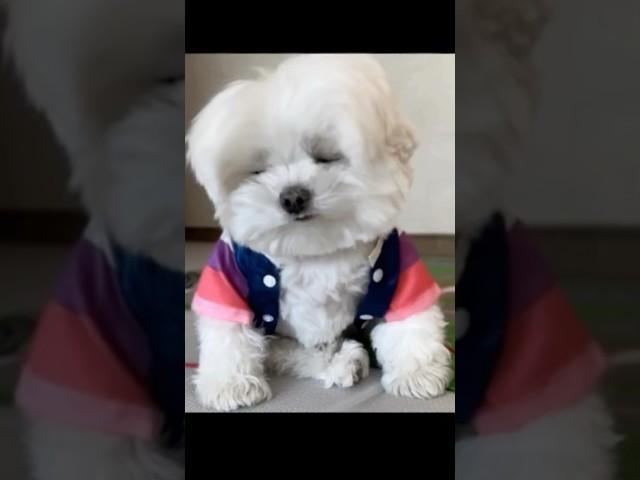 아파트 부르는 강아지 (표정연기 100점)