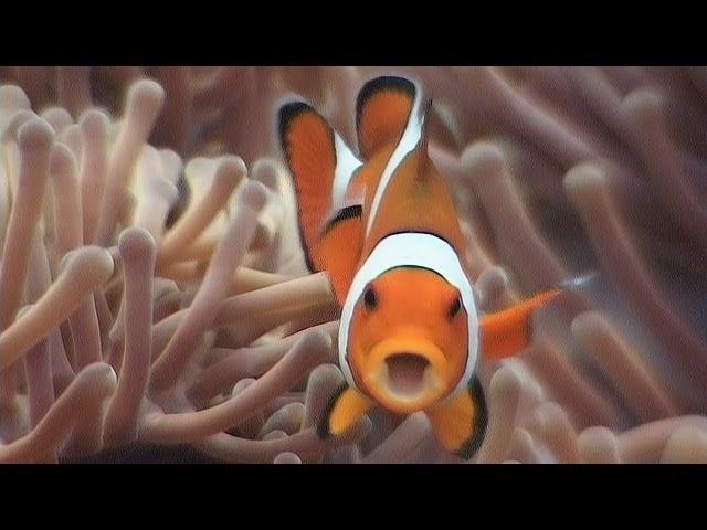 Symbiosis & Anemonefish - Reef Life of the Andaman - Part 18