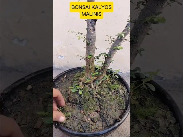 BONSAI kalyos #tutorialsvideo #bonsailovers