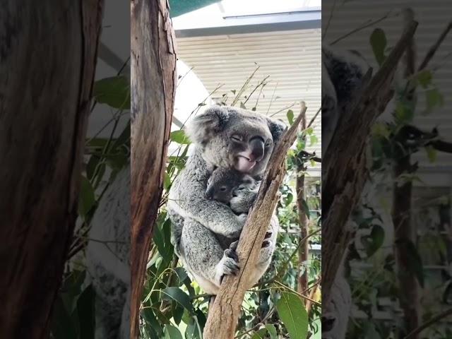 Cute Koala {Wild Life} || World Of Animals #adventure #instagood #animals #love #lion #koala #007