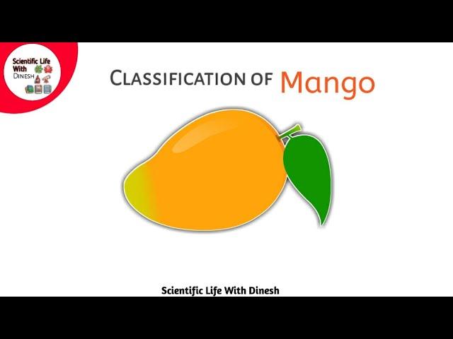 Classification of Mango || आम का वर्गीकरण || Easy Trick