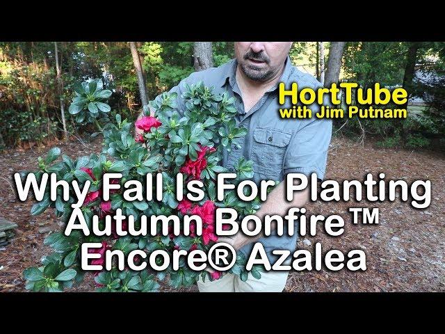 Why Fall Is For Planting - The New Autumn Bonfire™Encore® Azalea