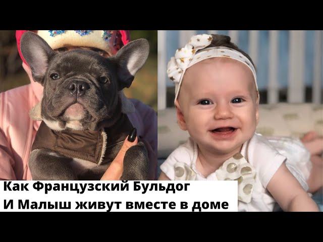 Французский Бульдог и дети - это совместимо?