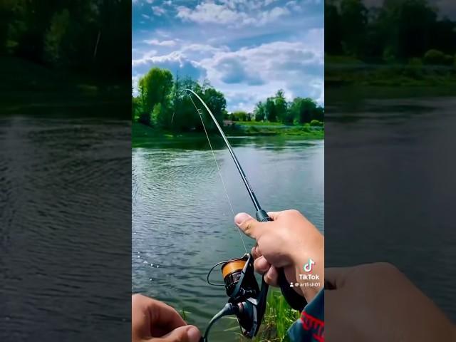 Рыба монстр! #fishing #беларусь #рыбалка #монстр #трофей #fishing #подпишись