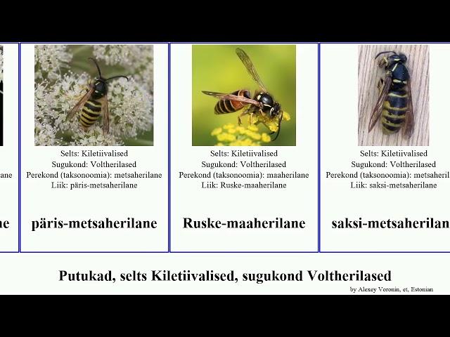 Putukad, selts Kiletiivalised, sugukond Voltherilased insect Vapsik Sweet maaherilane Hymenoptera