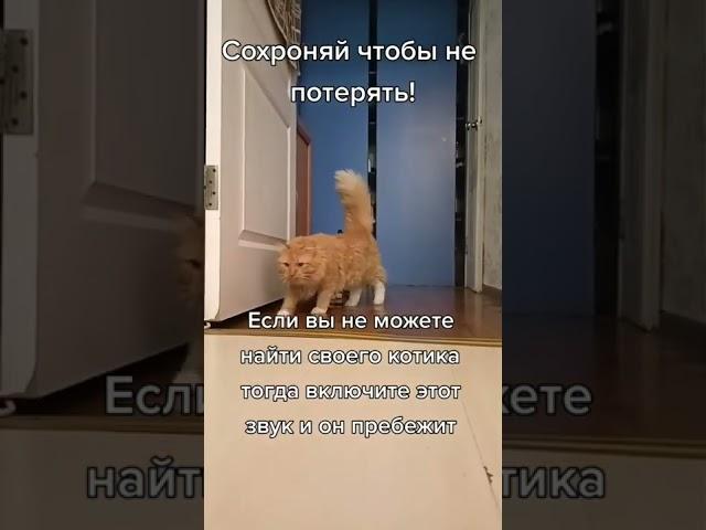 Звук чтобы Котик прибежал ‍⬛