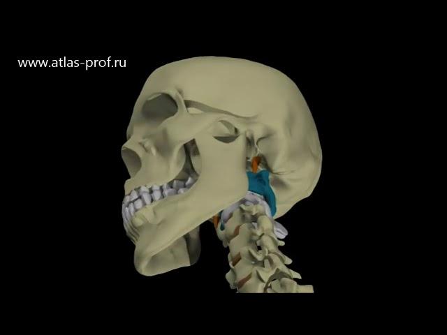 Коррекция атланта, первого шейного позвонка, в случае его смещения или подвывиха.