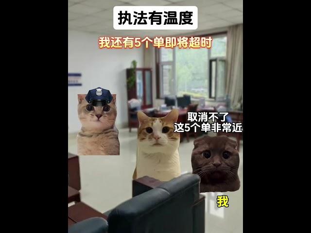 执法有温度 #猫meme小剧场 #暖心 #正能量 #真实故事 #猫meme  #cat #故事 #funny  #貓 #pets #搞笑  #迷恋 #cute #貓咪