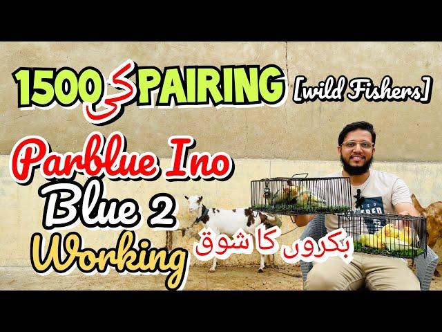 1500 ki pairing | Parblue ino Blue 2 working | bakro ka shoq vlog  wild fishers pehla shoq 