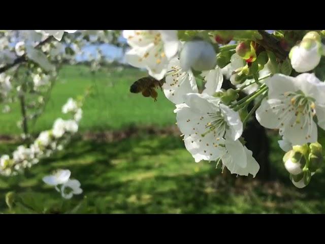 Biene befruchtet Kirschblüte