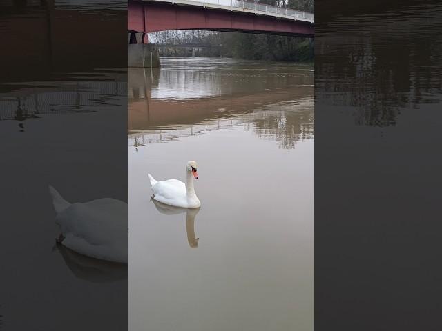 Swans and Canadian Geese Relaxing by the Water | Serene Wildlife Moments