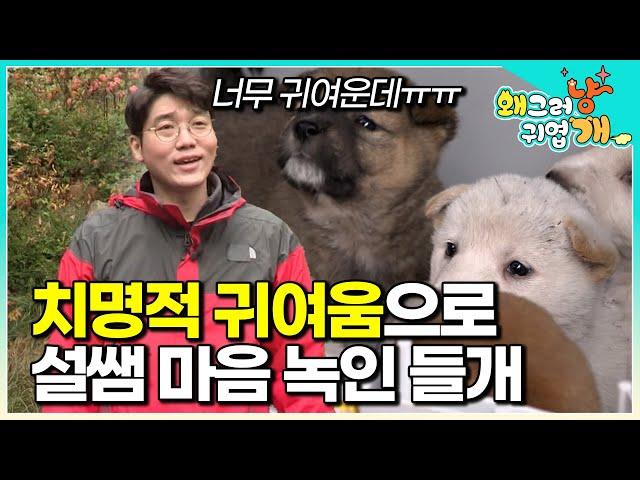 너희 산속에서 컸는데... 비만이구나? ㅋㅋㅋ 산속 깊은 곳에서 발견된 들개 7마리 구조해 건강검진해봤더니│#왜그러냥귀엽개