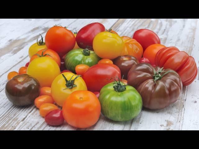 Growing Tomatoes - Family Plot