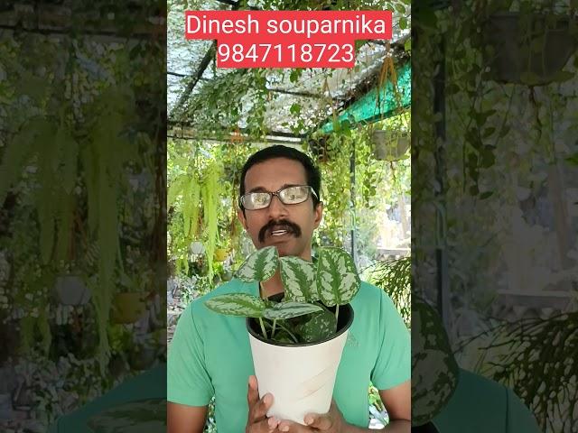 Free gift indoor plants for it professional