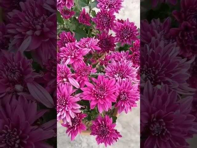 Happiness #flowers #viralreels #flower #gardening #garden#shortsviral #nature #flowerlover#blooming