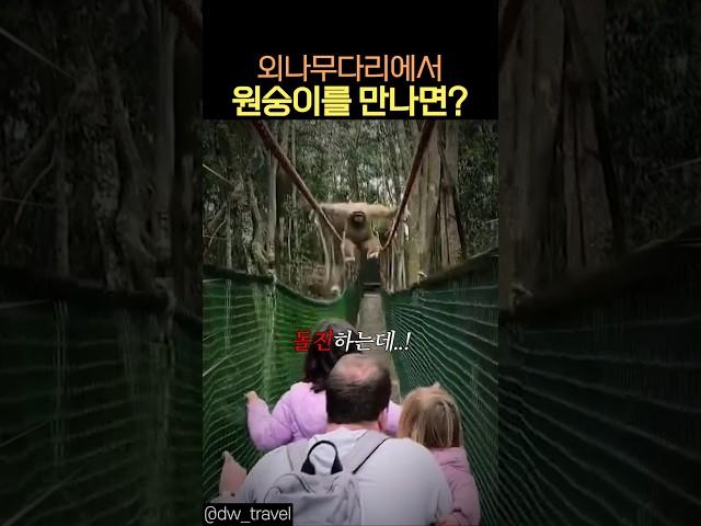 외나무다리에서 원숭이를 만난다면?#동물#원숭이