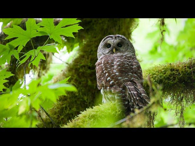 Forest - Fascinating Beauty Of Nature, Beautiful Music With Birds Singing In The Forest