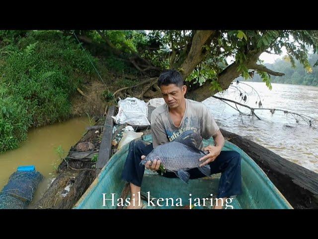 Hasil kena jaring belida dan jenkuo