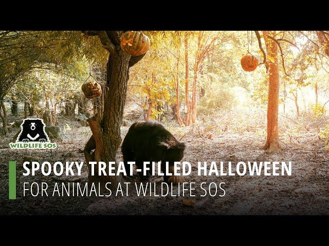 Spooky Treat-Filled Halloween At Wildlife SOS