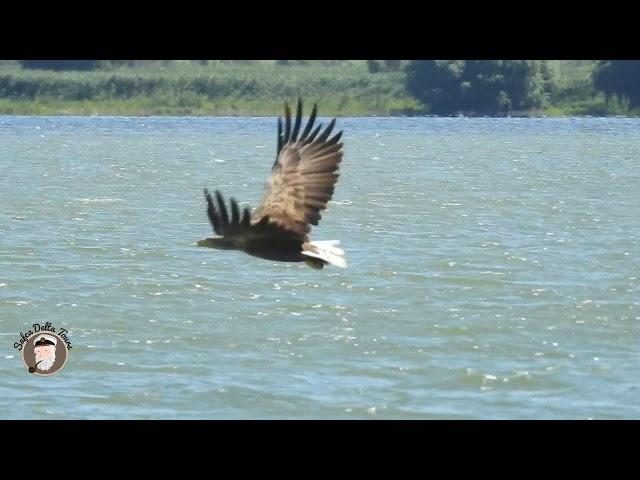 Codalb lacul Furtuna, Delta Dunarii, Ciprian Safca. White tailed eagle in a lake in the Danube Delta